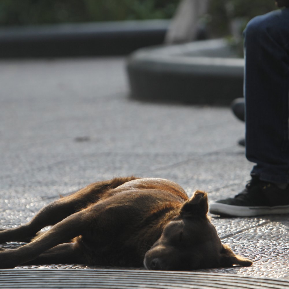 Detienen a hombre que estaba violando a perro callejero en Chillán Viejo
