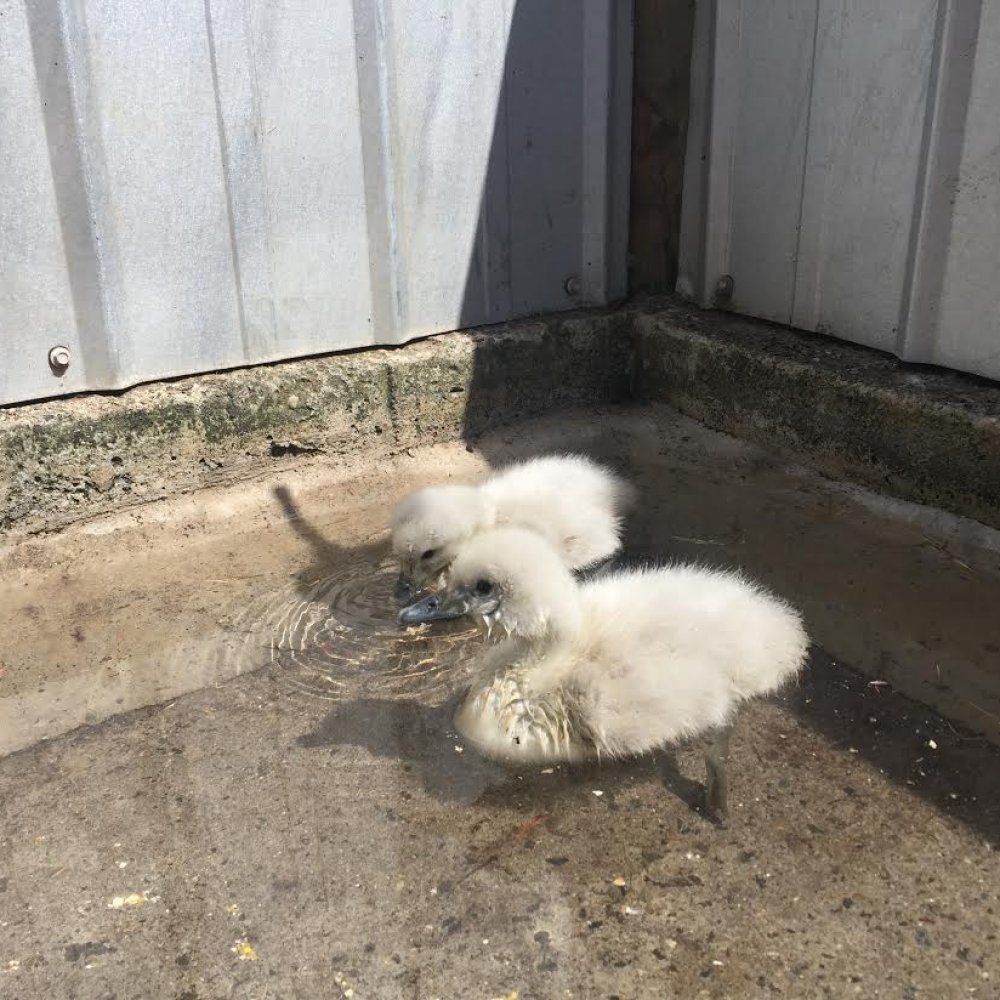 Rescatan a polluelos de cisne de cuello negro a punto de morir en Lago Peñuelas