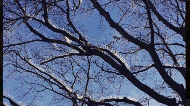Empresa puso púas en árbol para ahuyentar a las palomas y recibió cientos de críticas