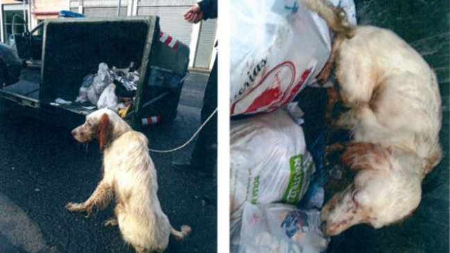 Rescatan a perro que dieron por muerto y abandonaron en un basurero
