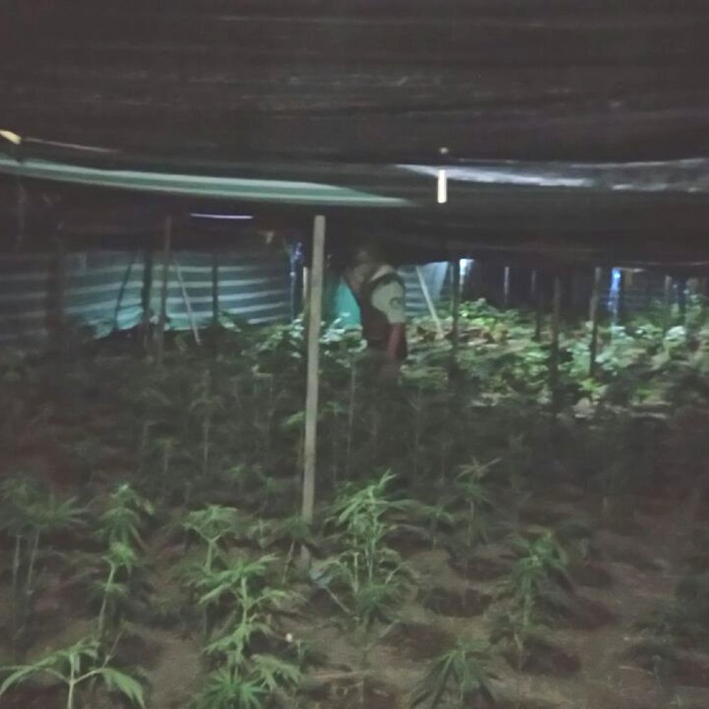 Detienen a dos hombres que custodiaban plantación de marihuana en Colina