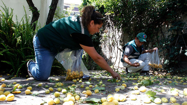 Las Condes: La zona donde se revisará casa por casa presencia de la mosca de la fruta