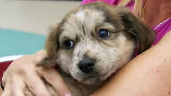 El programa televisivo que busca calmar a los perritos durante los fuegos artificiales de Año Nuevo