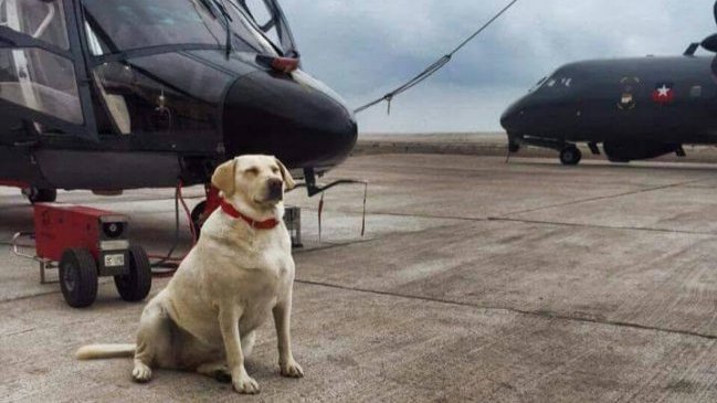 Estaba condenada a morir y hoy recibe honores: Increíble historia de superación canina