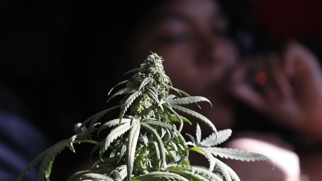 Este 1 de enero California da vía libre al negocio de la marihuana recreativa