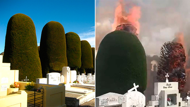 Incendio afectó cementerio de Punta Arenas: Investigan intencionalidad