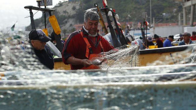 Sernapesca: El loco está en situación de colapso, sujeto a permanente extracción ilegal
