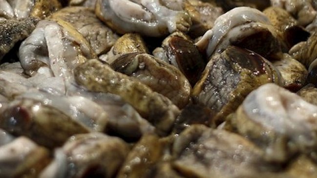 Sernapesca realizó gran decomiso de locos en Los Molles