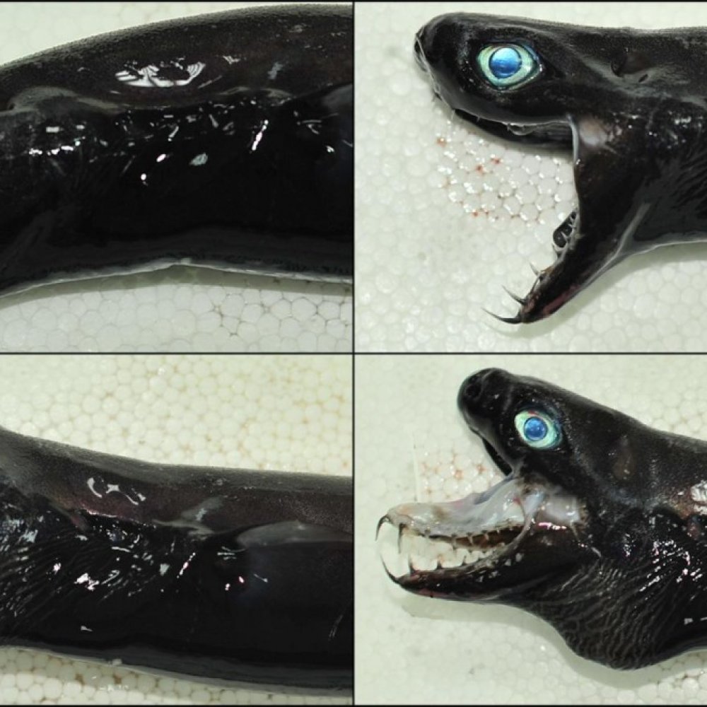 Hallan extraña especie de 