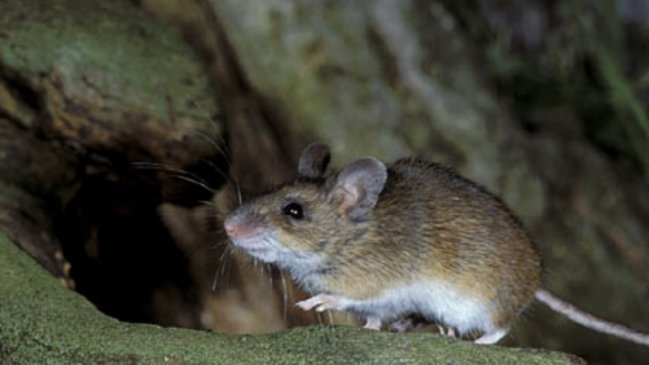 Así es el nuevo roedor autóctono de nuestro país