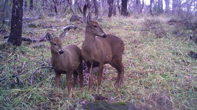 Nueva familia de huemules fue captada en la región del Biobío