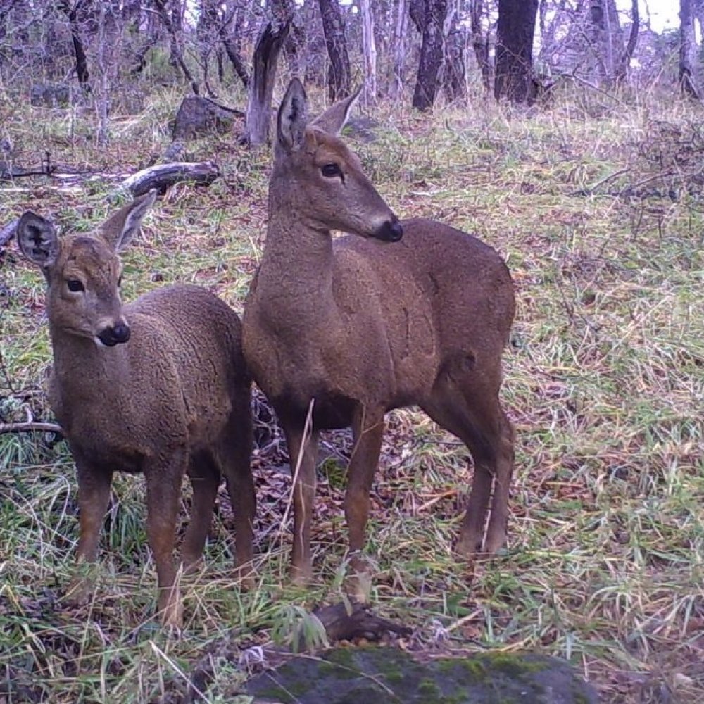 Nueva familia de huemules fue captada en la región del Biobío