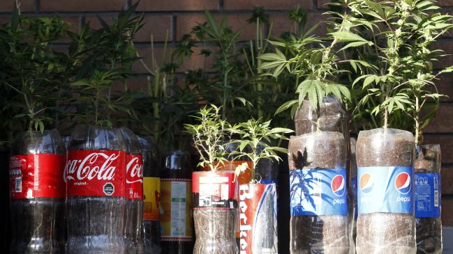 Decomiso de marihuana dejó tres detenidos en Chiguayante