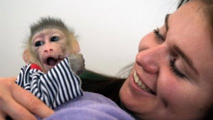   Mandril rechazado por su madre ahora es cuidado por personal de un zoológico 