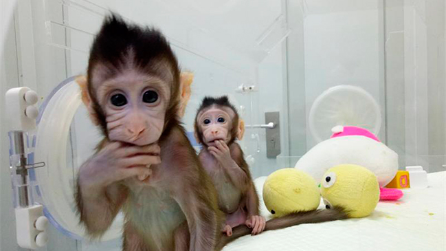 Polémica generó clonación de dos monos con el mismo método de la oveja 