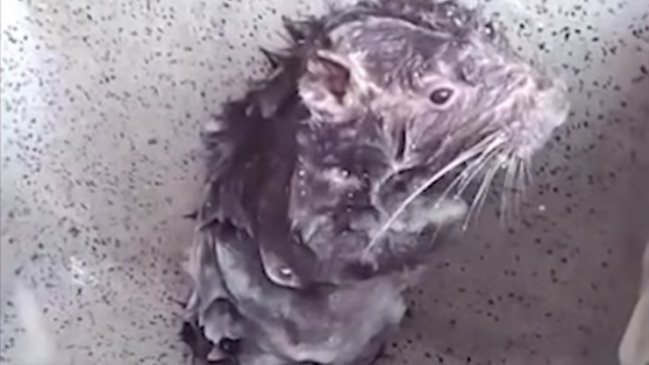 La verdadera razón por la que un ratón se bañó como un humano