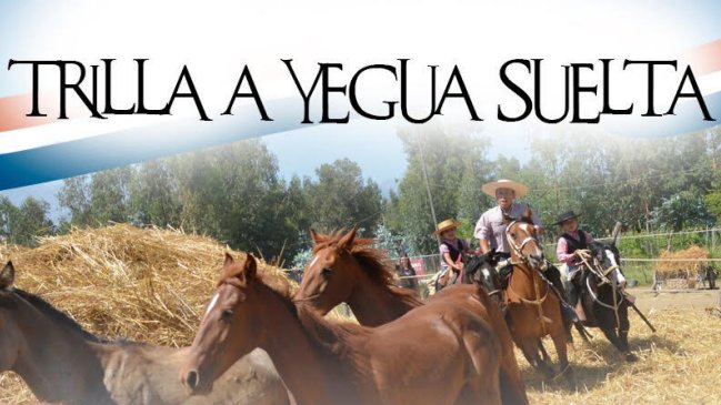 Pirque celebrará octava versión de su trilla a yegua suelta