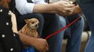 Un perro comenzó a recibir seguro de cesantía y nadie sabe la razón