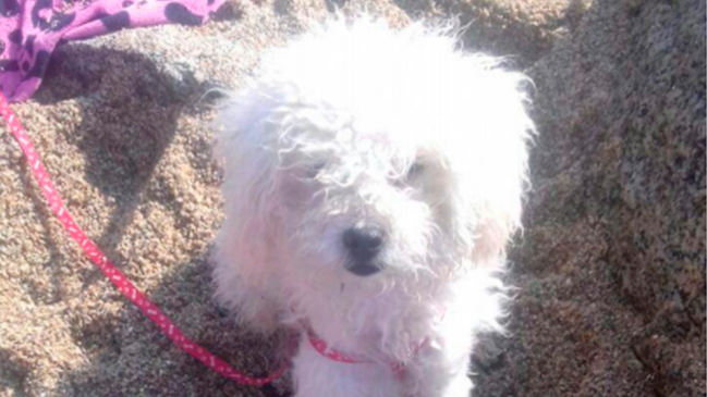 Familia presentó querella contra carabineros que patearon hasta la muerte a su perro