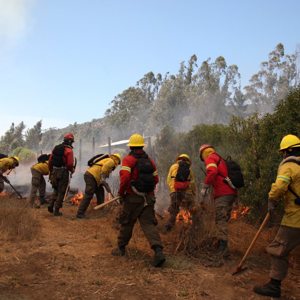 Incendios forestales: Declaran alerta roja en Quilpué, Ovalle y Los Vilos
