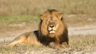 Cazador fue devorado por leones en Sudáfrica
