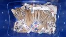 Descubren cachorro de tigre en un paquete que iba a ser enviado por correo