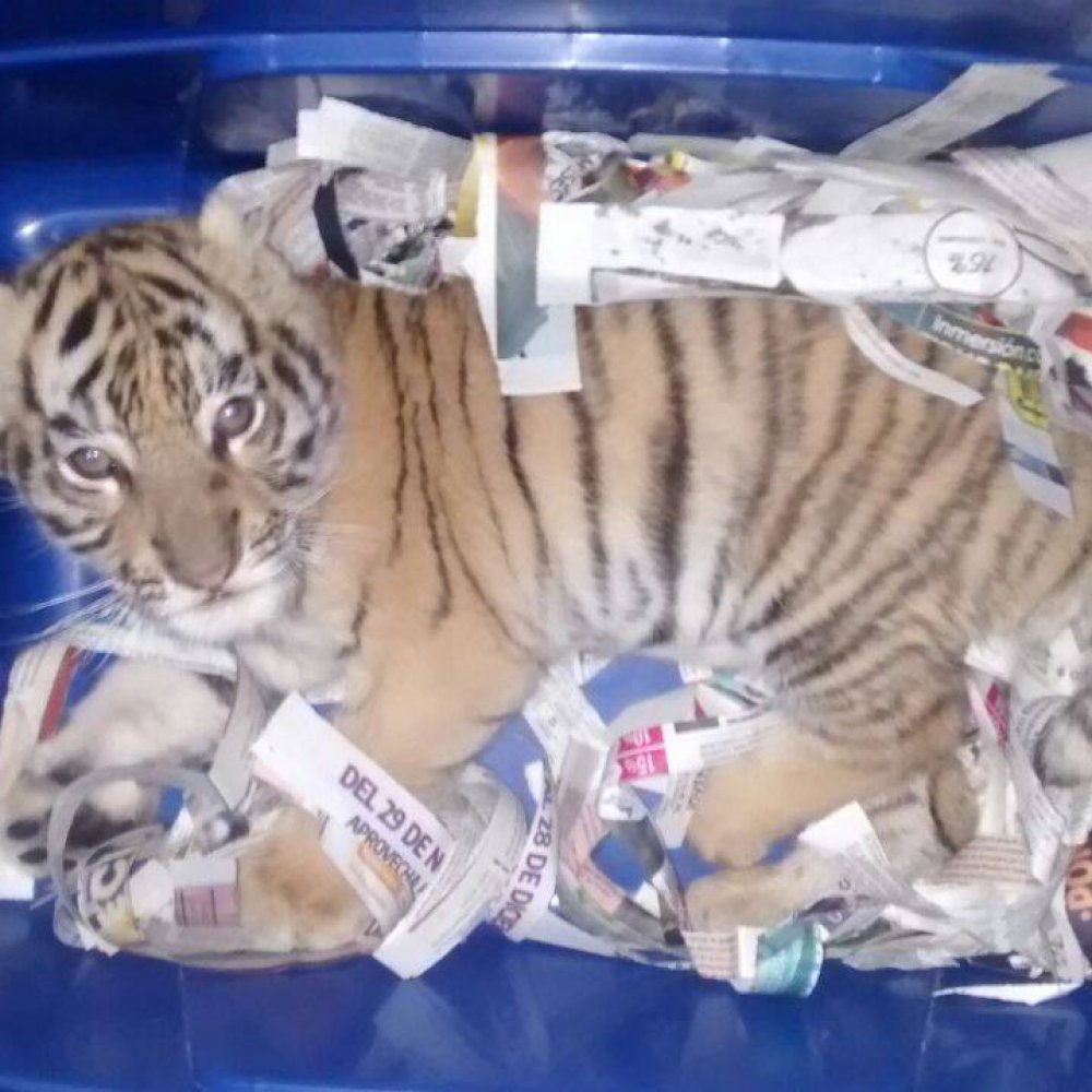 Descubren cachorro de tigre en un paquete que iba a ser enviado por correo