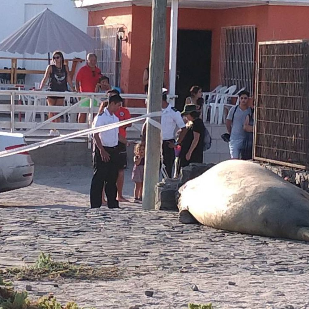 Elefante marino volvió a Bahía Inglesa: Fue visto tomando sol en una terraza