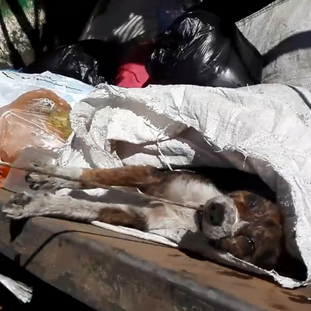 Indignación por perrito maltratado que fue encontrado en un camión de basura