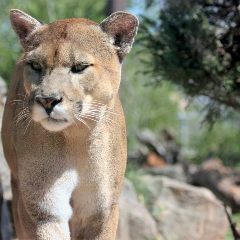 Pareja fue perseguida por un puma en el Parque Nacional Nahuelbuta
