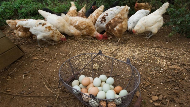 Francia prohibirá la venta de huevos de gallinas criadas en jaulas