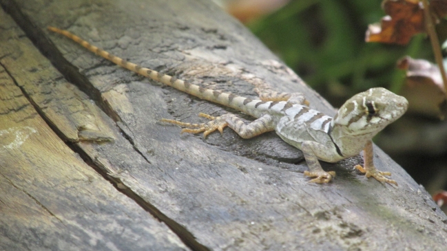 Cámaras descubrieron presencia del 