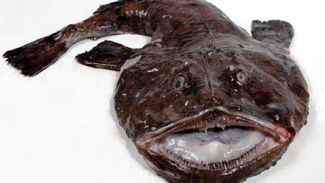 Hospitalizan a hombre por masturbarse usando el estómago de un pez