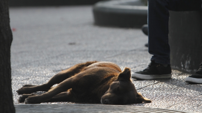Denuncian matanza de mascotas en Concepción