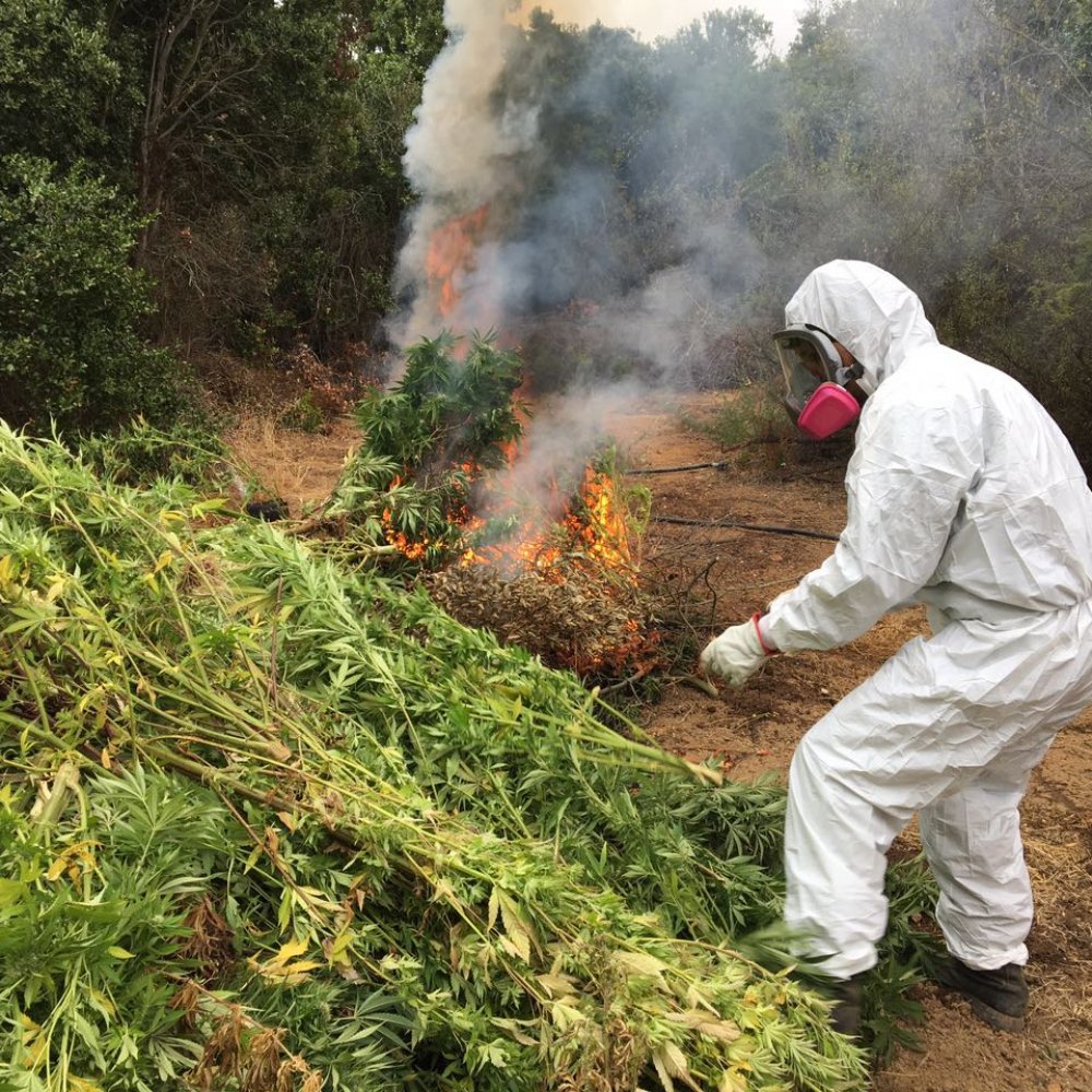 Decomisan tres millones de dólares en cultivos de marihuana en Quillota