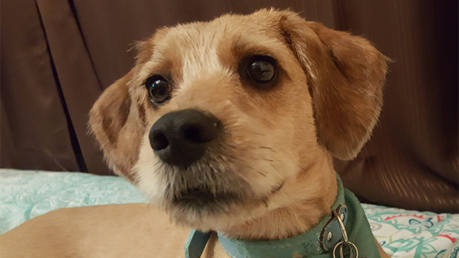 Registro de mascotas comienza con críticas por 