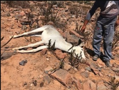 Muerte masiva de burros genera preocupación en Freirina