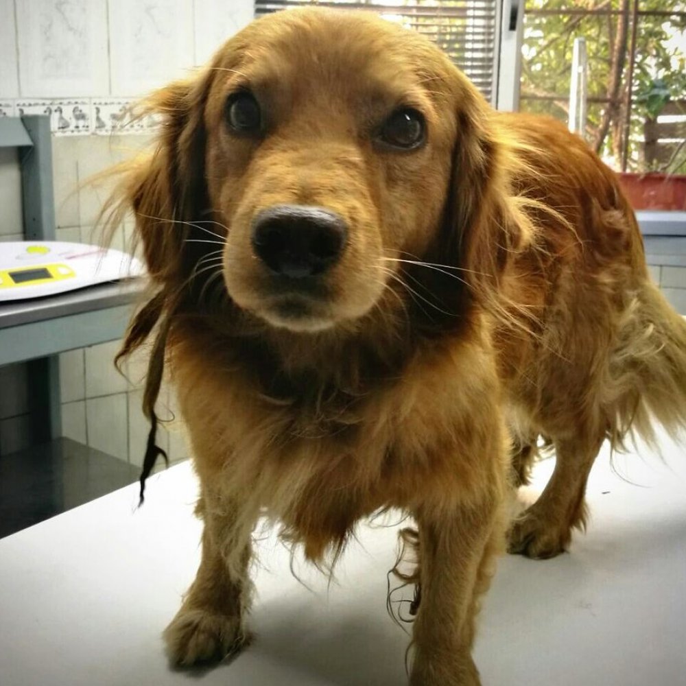 Inician campaña para encontrar al dueño de 