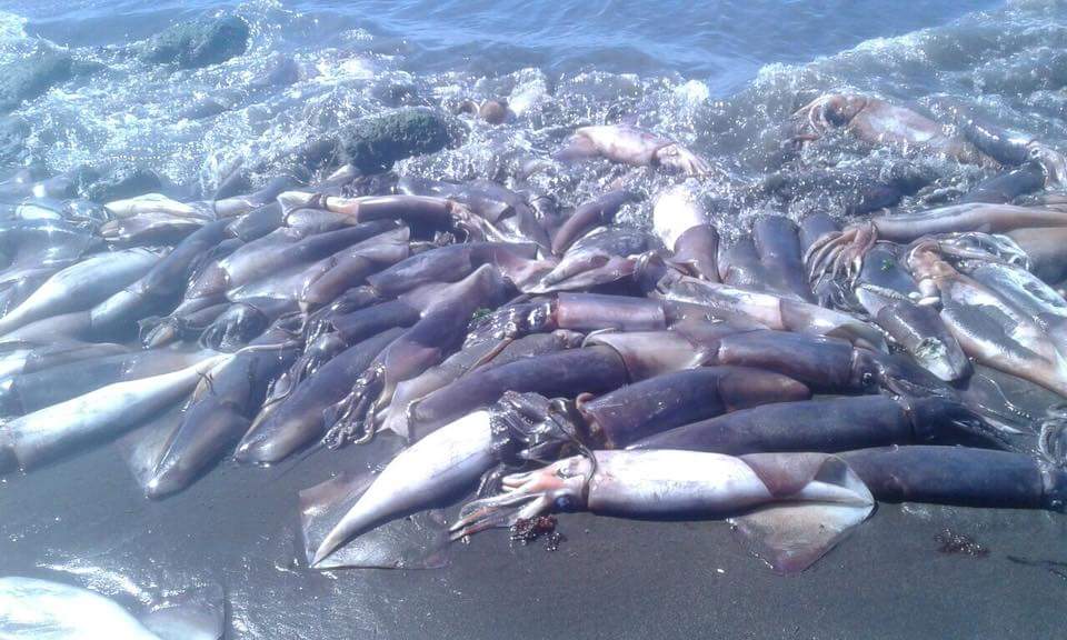 Baja de oxígeno en el mar causó masiva varazón de jibias en Coronel