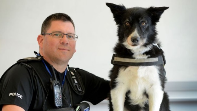 Perro héroe de atentado en show de Ariana Grande será condecorado