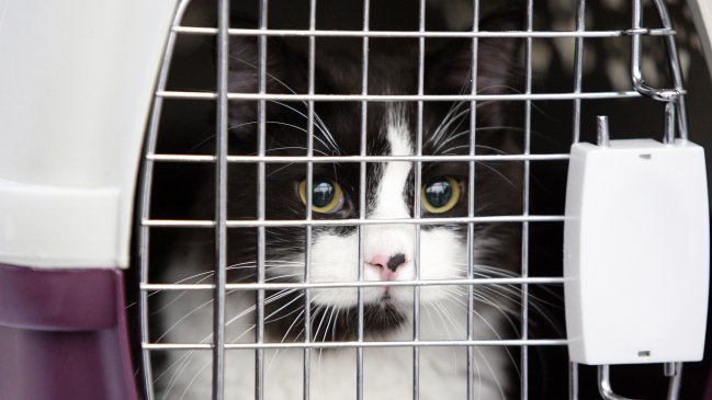 Acusan a aerolínea de enviar por error a mascotas de una familia santiaguina a otro país