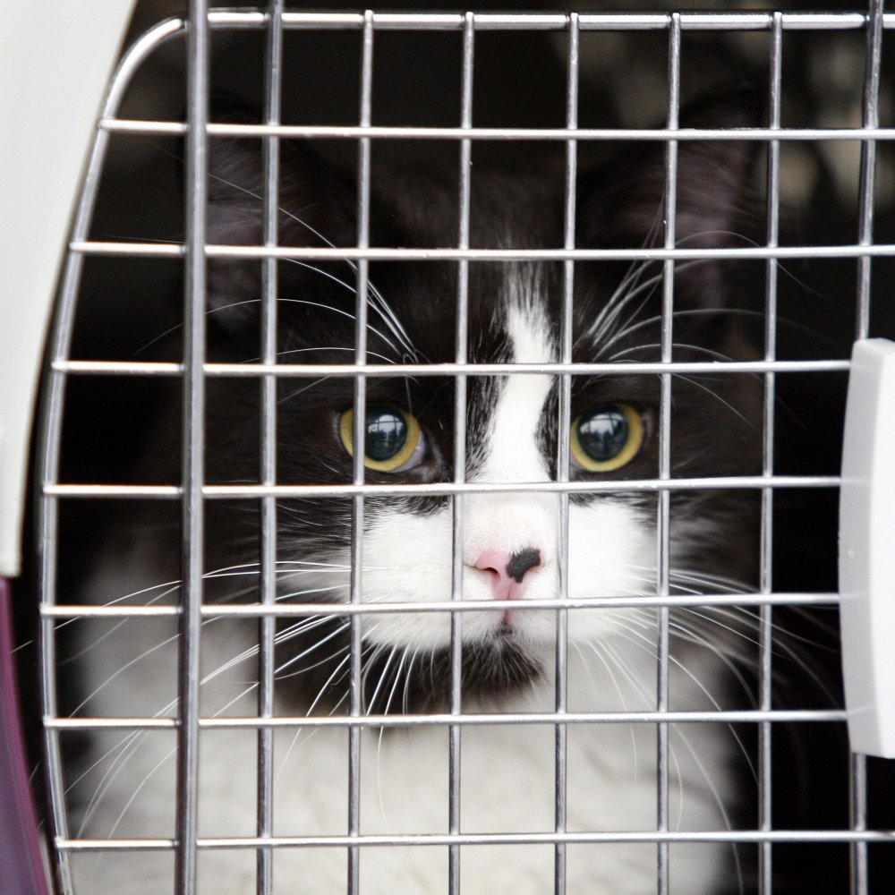 Acusan a aerolínea de enviar por error a mascotas de una familia santiaguina a otro país