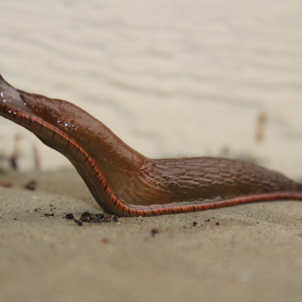 Joven rugbista se comió una babosa y quedó tetrapléjico