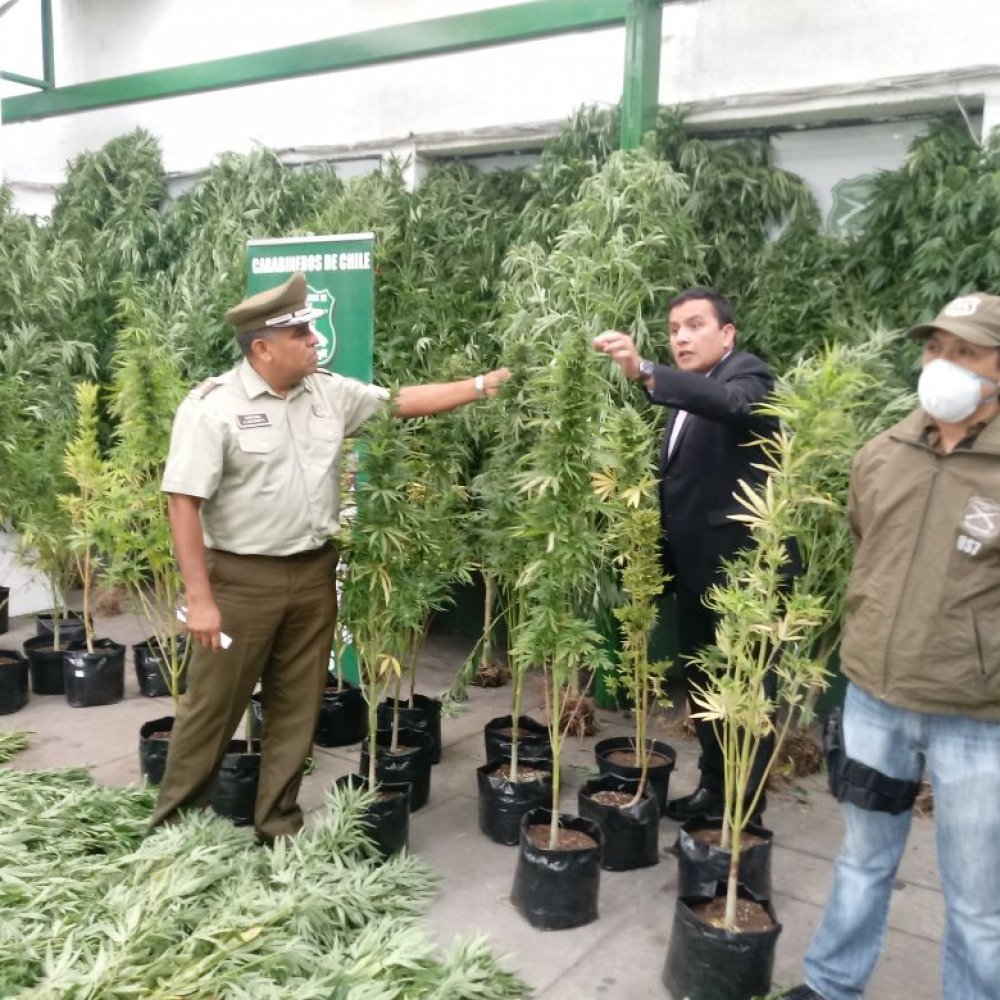 Descubren plantación ilegal de marihuana en sector rural de Los Ángeles