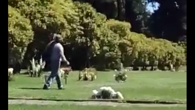 Denuncian robo de flores en cementerio de la región de Biobío