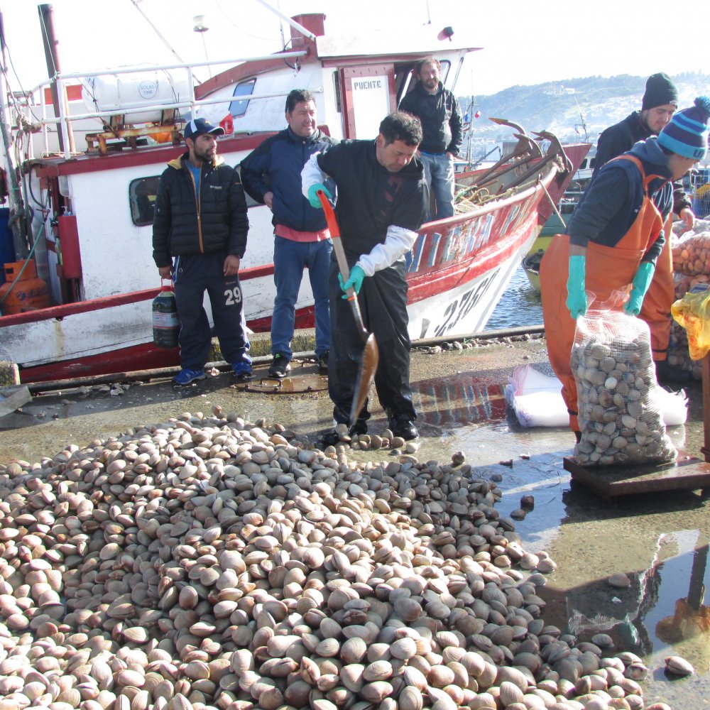 Se confirman tres casos de afectados por marea roja en Calbuco