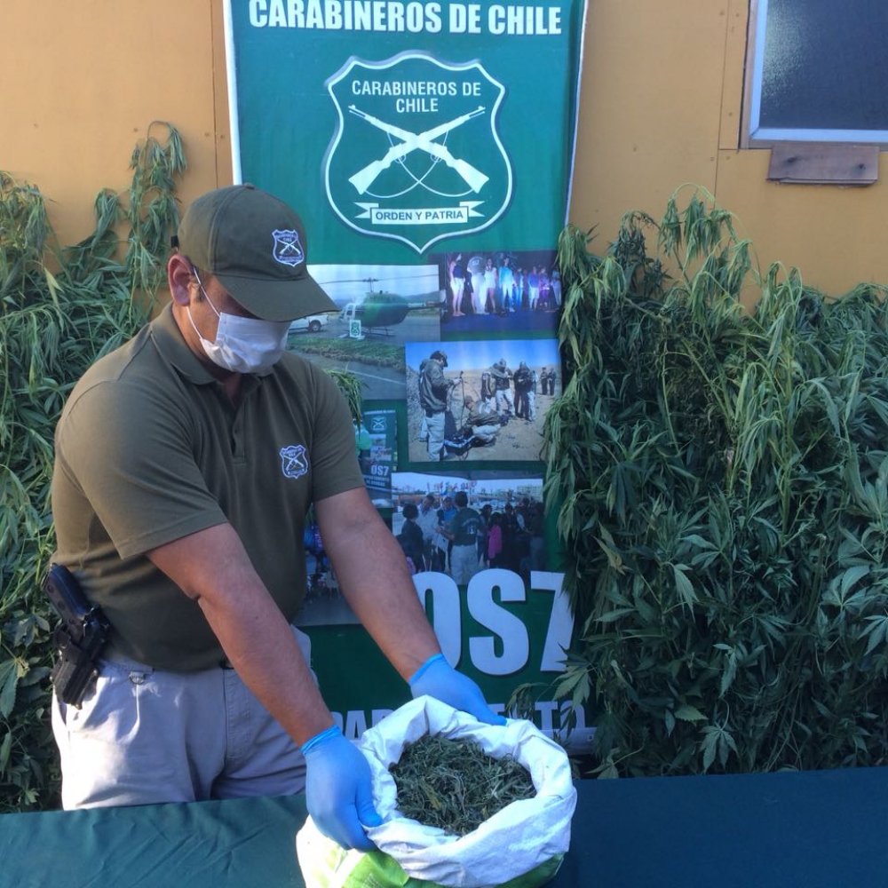 Un detenido por cultivo ilegal de marihuana en Talca