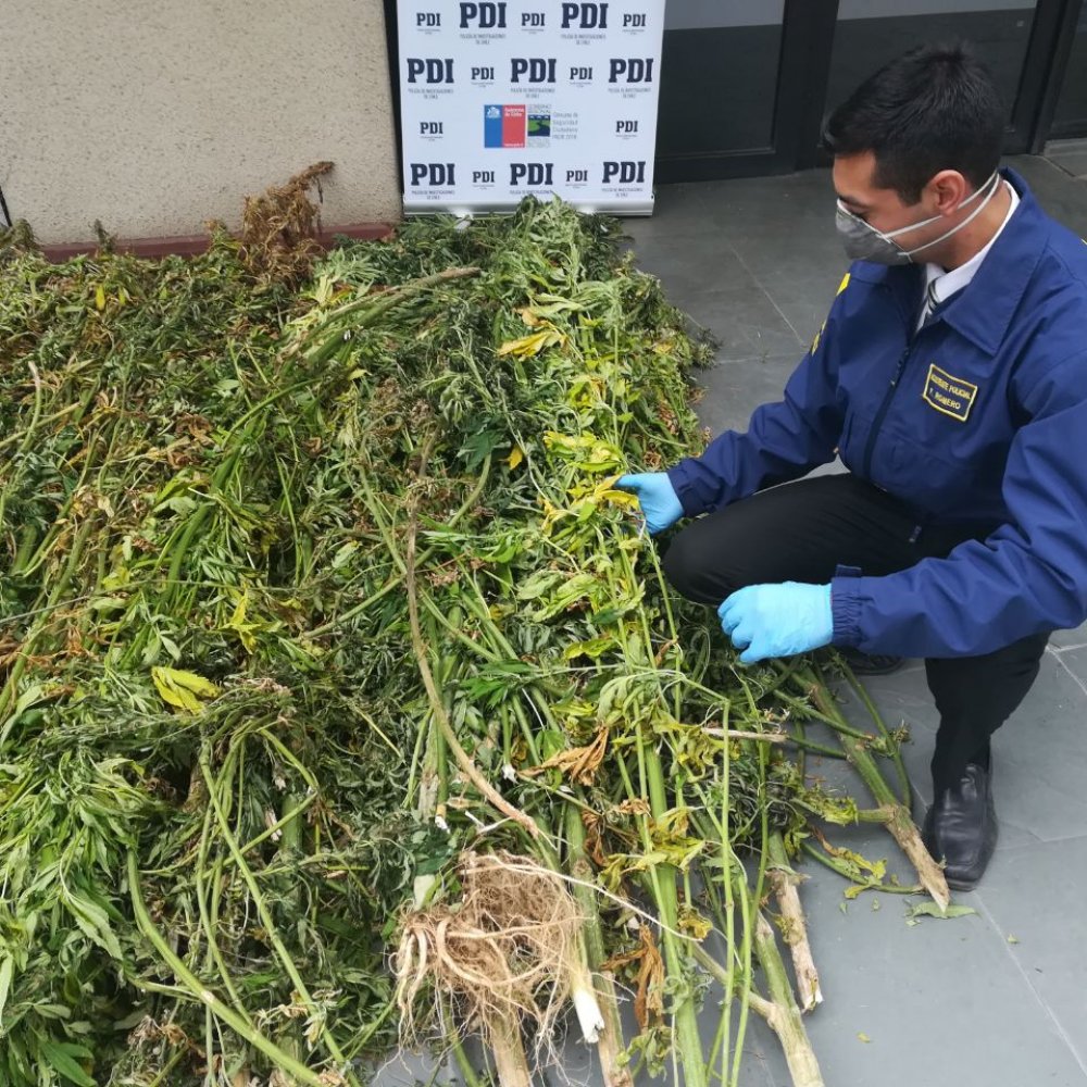PDI decomisó 307 plantas durante 