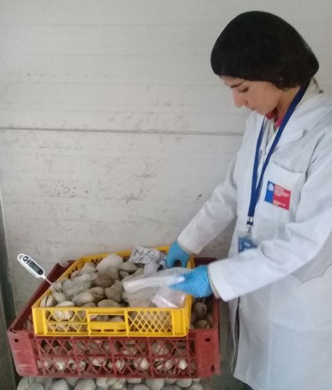 Dos personas intoxicadas por comer mariscos con marea roja en Chépica