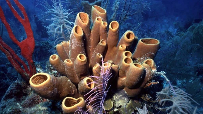 Científicos chilenos investigan cura del cáncer con esponja marina polinésica